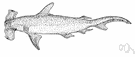 smooth hammerhead - fished for the hides and vitamin-rich liver