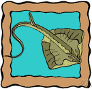 order Torpediniformes - rays with bodies shaped like torpedoes