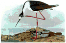 Himantopus stilt - long-legged three-toed black-and-white wading bird of inland ponds and marshes or brackish lagoons