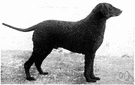 curly-coated retriever - an English breed having a tightly curled black or liver-colored coat