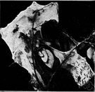 Hyphantria - fall webworms