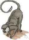 true marmoset - a marmoset