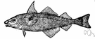 Melanogrammus aeglefinus - important food fish on both sides of the Atlantic