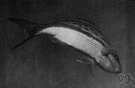 yellowtail snapper - superior food fish of the tropical Atlantic and Caribbean with broad yellow stripe along the sides and on the tail