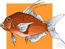 genus Pagrus