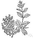 Andira inermis - tree with shaggy unpleasant-smelling toxic bark and yielding strong durable wood