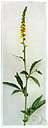 Agrimonia eupatoria - erect perennial Old World herb of dry grassy habitats