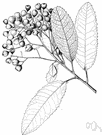 Christmasberry - ornamental evergreen treelike shrub of the Pacific coast of the United States having large white flowers and red berrylike fruits