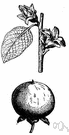 Diospyros - a genus of trees or shrubs that have beautiful and valuable wood