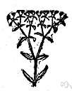 genus Valerianella - genus of Old World annual herbs widely naturalized