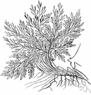 mountain parsley fern - fern of Europe and Asia Minor having short slender rhizome and densely tufted bright green fronds resembling parsley