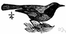 genus Phoenicurus - Old World thrushes