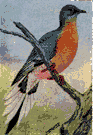 Ectopistes migratorius - gregarious North American migratory pigeon now extinct