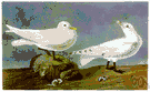 Pagophila - a genus of Laridae