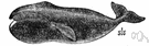 genus Balaena - type genus of the Balaenidae: Greenland whales