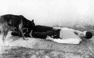 police dog - any dog trained to assist police especially in tracking