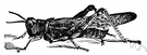 genus Melanoplus - New World migratory locusts and common American grasshoppers