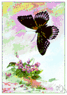 red-spotted purple - similar to the banded purple but with red spots on underwing surfaces