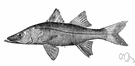Centropomus - type genus of the Centropomidae: snooks
