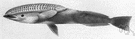 whalesucker - large blue Pacific remora that attaches to whales and dolphins