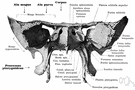 sphenoid - butterfly-shaped bone at the base of the skull