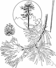 red pine - pine of eastern North America having long needles in bunches of two and reddish bark