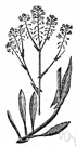 Isatis tinctoria - European biennial formerly grown for the blue coloring matter yielded by its leaves