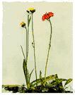 Pilosella aurantiaca - European hawkweed having flower heads with bright orange-red rays