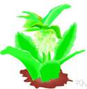 Abelmoschus