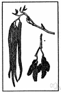 Amentiferae - used in some classification systems for plants that bear catkins