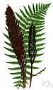 ostrich fern - tall fern of northern temperate regions having graceful arched fronds and sporophylls resembling ostrich plumes
