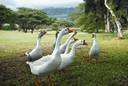 Anserinae - used in some classifications for the swans