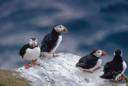 Fratercula arctica - common puffin of the northern Atlantic