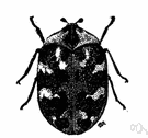 buffalo carpet beetle - a small black and red and white carpet beetle