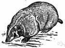 Taxidea - in some classifications considered a genus of subfamily Melinae