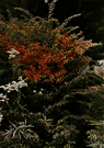 dwarf juniper - procumbent or spreading juniper
