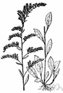 gray goldenrod - a dyer's weed of Canada and the eastern United States having yellow flowers sometimes used in dyeing