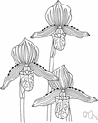genus Paphiopedilum - horticulturally important genus of mainly terrestrial orchids including many hybrids