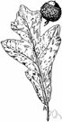 overcup oak - medium-large deciduous timber tree of central and southern United States