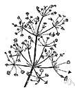 family Alismataceae - perennial or annual aquatic or marsh plants