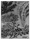 Zostera marina - submerged marine plant with very long narrow leaves found in abundance along North Atlantic coasts