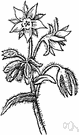 genus Borago - perennial herbs of the Mediterranean region