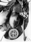 Cyphomandra - tree tomato