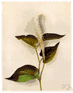 Saururus cernuus - North American herbaceous perennial of wet places having slender curled racemes of small white flowers