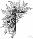mountain fern - common European mountain fern having fragrant lemon or balsam scented fronds