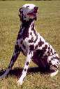 full-grown - (of animals) fully developed