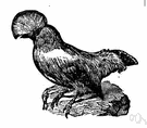 Rupicola rupicola - tropical bird of northern South America the male having brilliant red or orange plumage and an erectile disklike crest