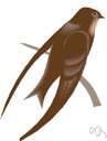 martin - any of various swallows with squarish or slightly forked tail and long pointed wings