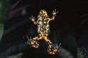 amphibian genus - any genus of amphibians