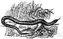 family Amphisbaenidae - worm lizards
